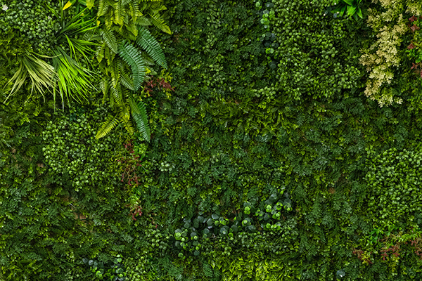 グリーンウォール